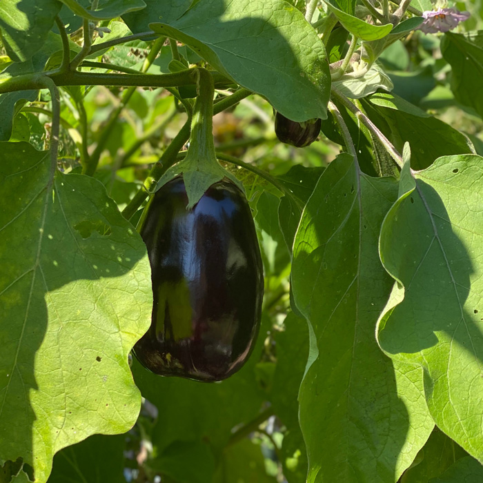 eggplant